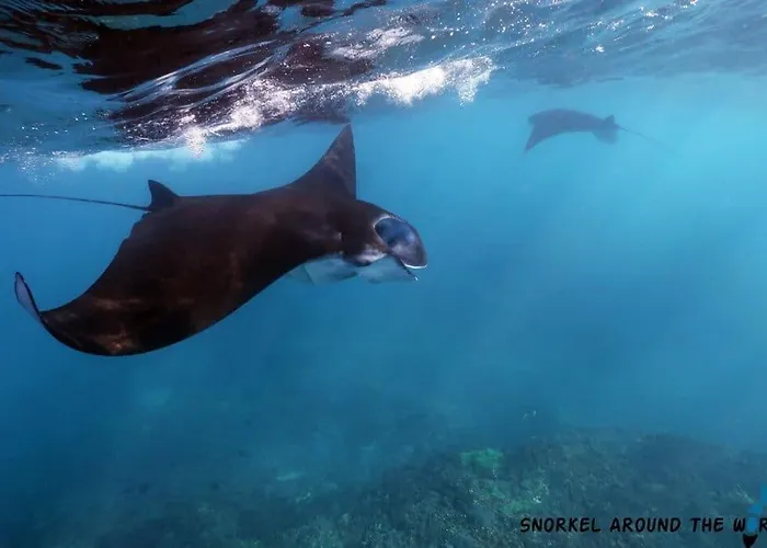 Lembongan Snorkling