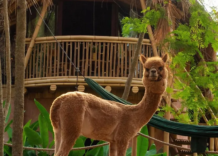 Alpaca Lodge