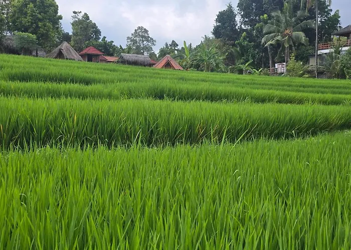 Uma Nirmala Aling-Aling