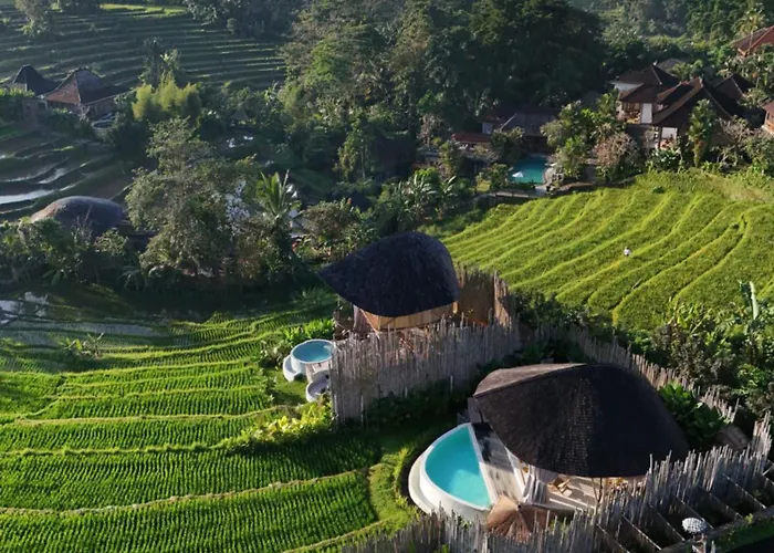 Nivriti Bali
