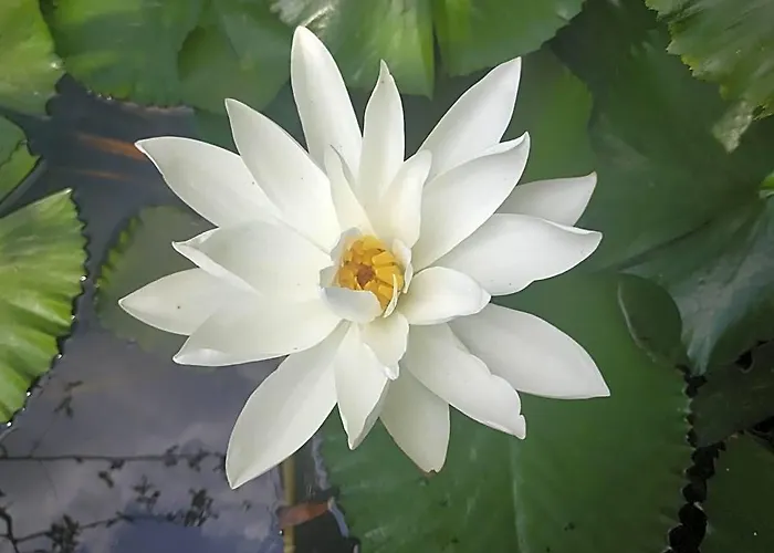 Sua Bali