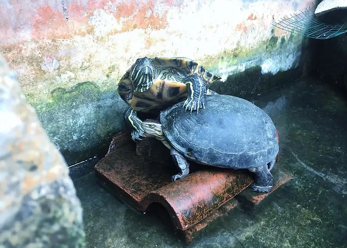 アラマンダ アコモデーション
